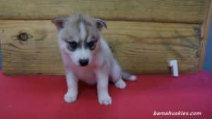 Husky Puppy For Sale