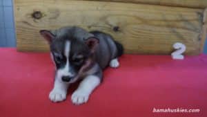 Black and White husky puppy for sale