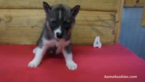 Husky Puppy For Sale