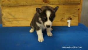 Husky Puppy