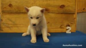 White Husky puppy