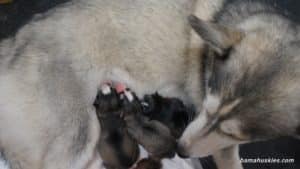 Husky mamma snuggling her puppies