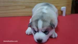 aspen-husky-female-puppy-1