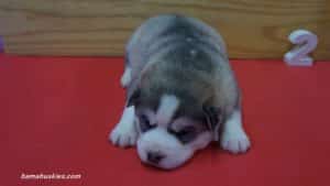 aspen-husky-female-puppy-2