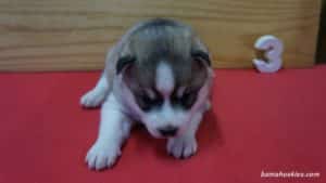 aspen-husky-female-puppy-3