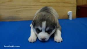 aspen-husky-male-puppy-1