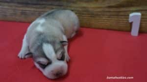 Siberian husky puppy for sale
