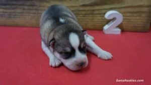 Grey and White Husky puppy