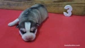 Husky Puppy