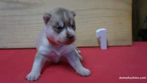 bella-female-husky-puppy-1