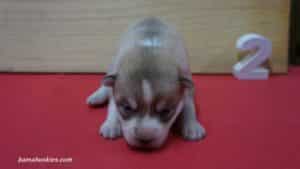 bella-female-husky-puppy-2