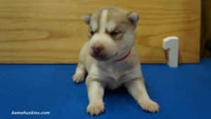 bella-male-husky-puppy-1