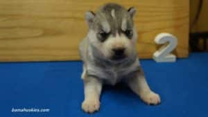 bella-male-husky-puppy-2