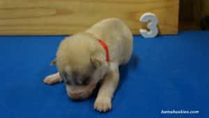 bella-male-husky-puppy-3