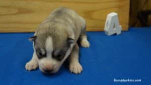 bella-male-husky-puppy-4