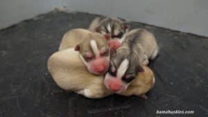 a litter pf husky puppies