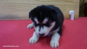 cappy-female-husky-puppy-1