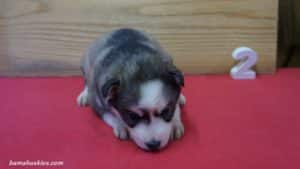 cappy-female-husky-puppy-2