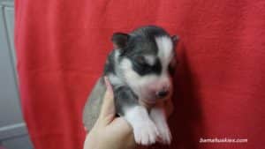 red husky puppy for sale