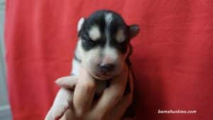 Grey husky puppy for sale