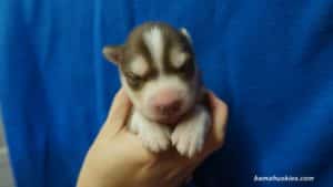 Siberian husky puppy for sale