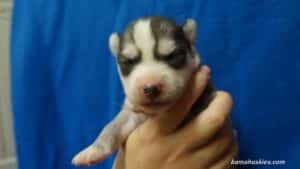 black and white husky puppy