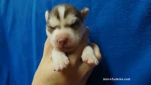 male husky puppy