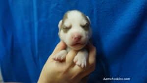 blue eyed husky puppy for sale