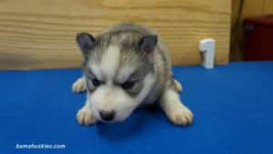 cappy-male-husky-puppy-1