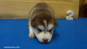 cappy-male-husky-puppy-2