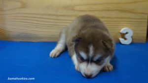 cappy-male-husky-puppy-3