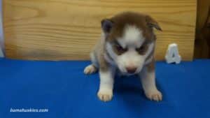 cappy-male-husky-puppy-4