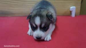 luna-female-husky-puppy-1