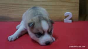 luna-female-husky-puppy-2