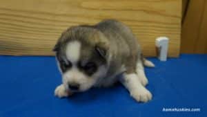 luna-male-husky-puppy-1
