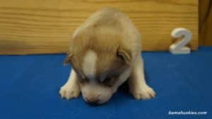 luna-male-husky-puppy-2