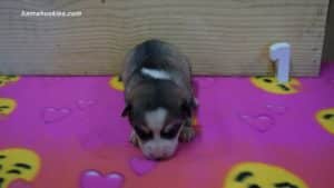 Red and white husky puppy for sale