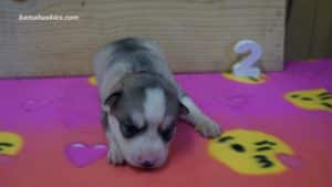 Husky puppies for sale in Alabama