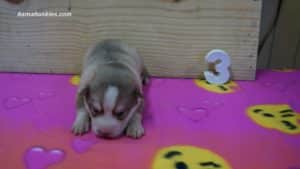 Red and white husky puppy for sale