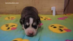 willow-husky-puppy-male-1