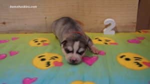 willow-husky-puppy-male-2