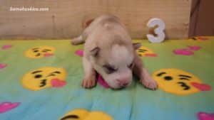 willow-husky-puppy-male-3