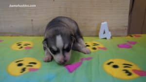 willow-husky-puppy-male-4