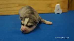 willow-husky-puppy-male-4