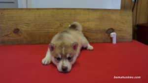 Husky Puppy