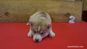 Husky Puppy For Sale