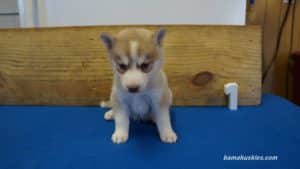 Red and white husky puppy for sale