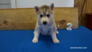 Grey and White Husky puppy