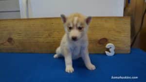 Siberian husky puppy for sale