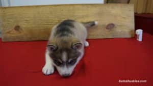 luna-husky-puppy-female-1-5-weeks